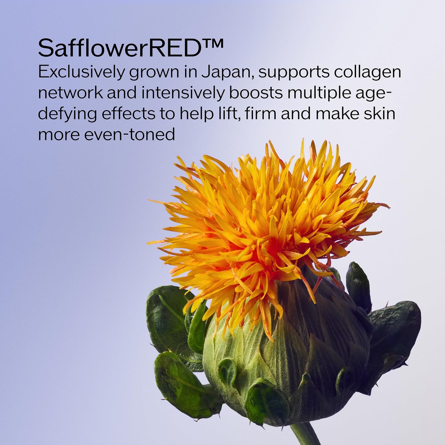 Shiseido Vital Perfection Cream - Anti-Aging Moisturizer for Normal to Dry Skin - Visibly Lifts & Firms